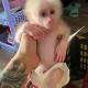 Monkeys for sale USA/UK/EUROPE
