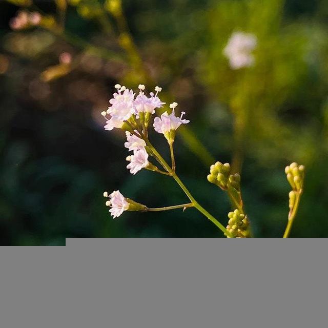 આયુર્વેદ મંચ Ayurveda
