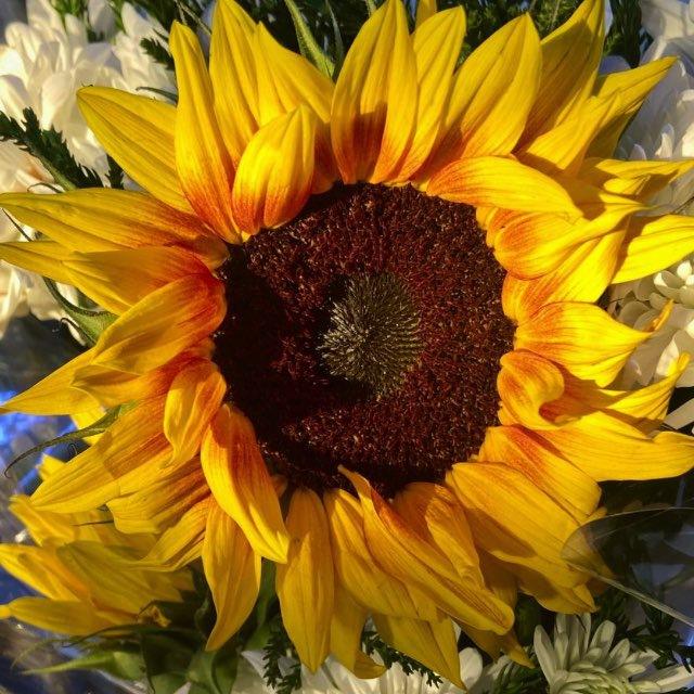 فَـرَح🌻 ‏️