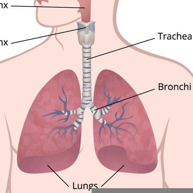 Respiratory & Endocrine Practical 🫁 🧬2024/23