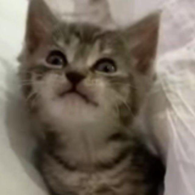 DrunkenCatsDao