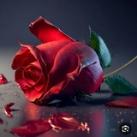 🌹🌹کانال گل رز 🌹🌹