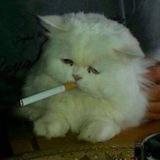 саша ахегао