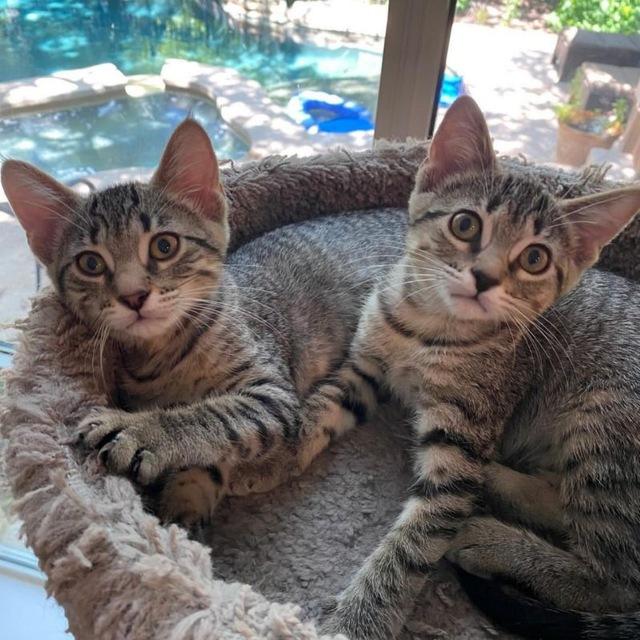 Adorable kittens for adoption