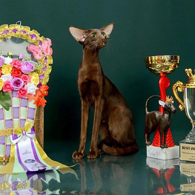 Emmanuel Chthon cattery Питомник ориентальных кошек Кожухово Москва