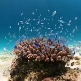 🌸صباح الورد 🌸
