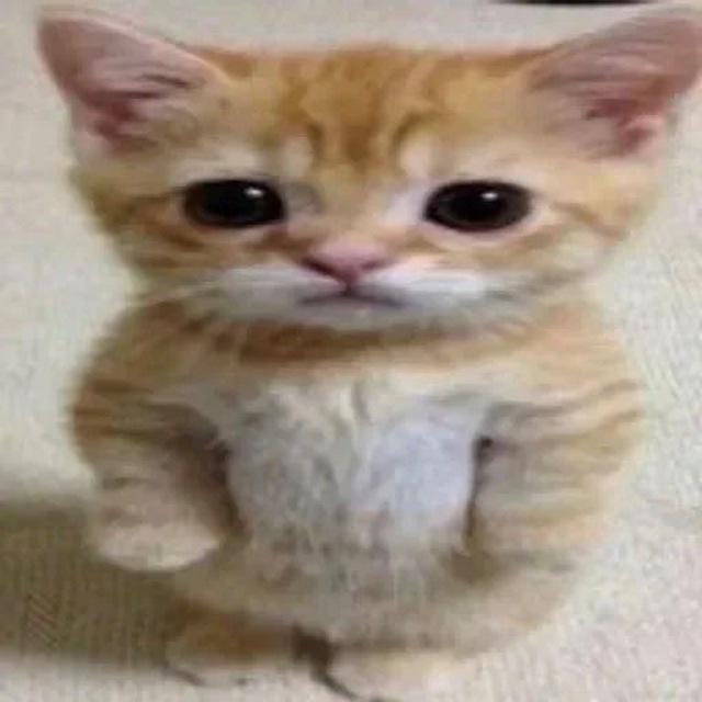 элиэлиэлиэли