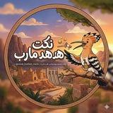 ♡ نكت هدهد مارب ♡𓅓
