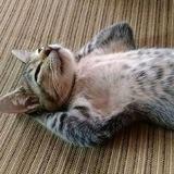 JUAL BELI MUSANG SEKEN