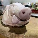 阿呆氧化物生存岛