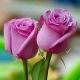 گلهای زندگی