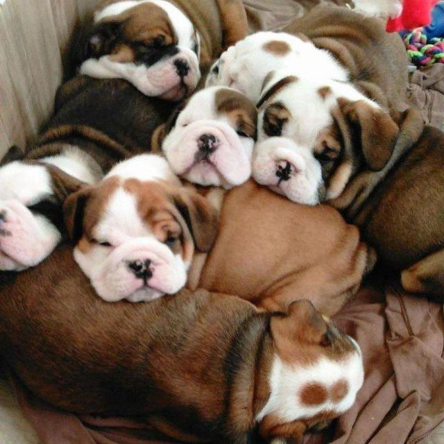 French and English bulldogs 🐕