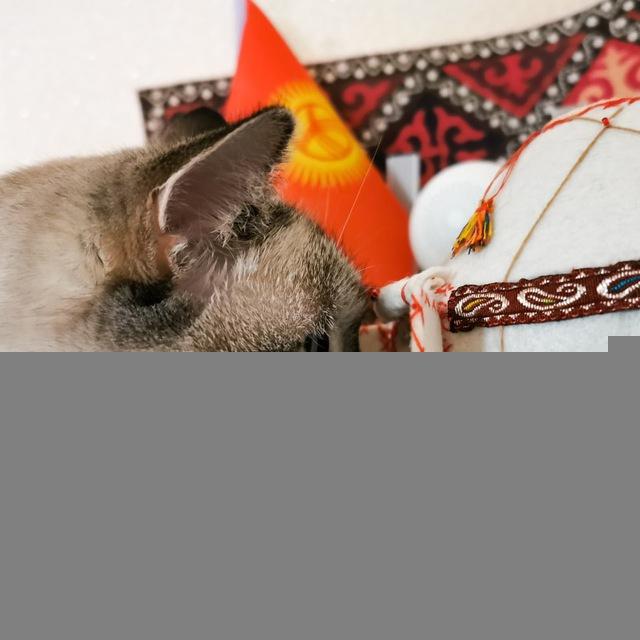 Дневник кочевника 🐫
