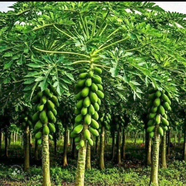 S S crop trading plc