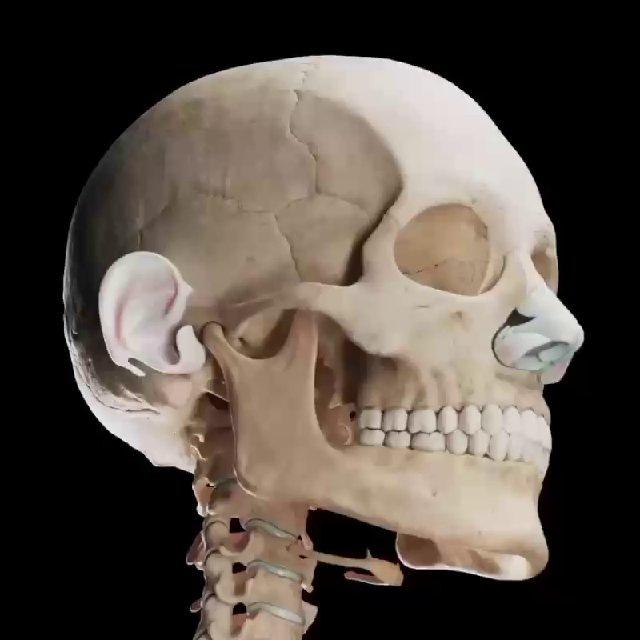 Dental, Implant, Oral and Maxillofacial Surgery Clinical Cases