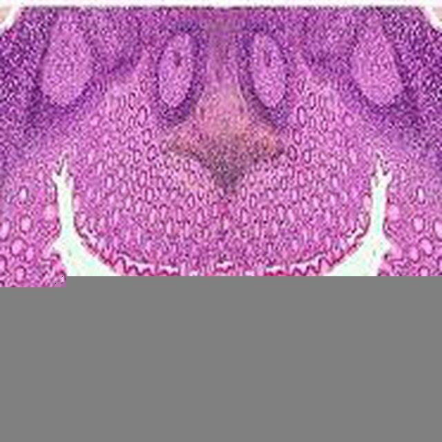 Histology2|قناة هستولوجي 2