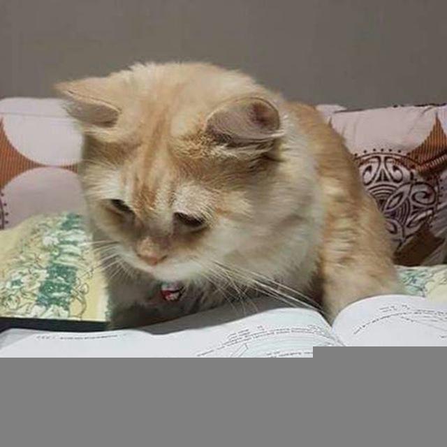 котик постит влоги || КПВ