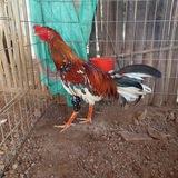 មាន់ជល់ ផ្លែដែក🐓