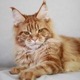 ArmanPride MaineCoons