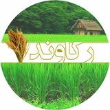 کانال رکاوند