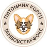 Мир корги питомника Тамбовстарфокс