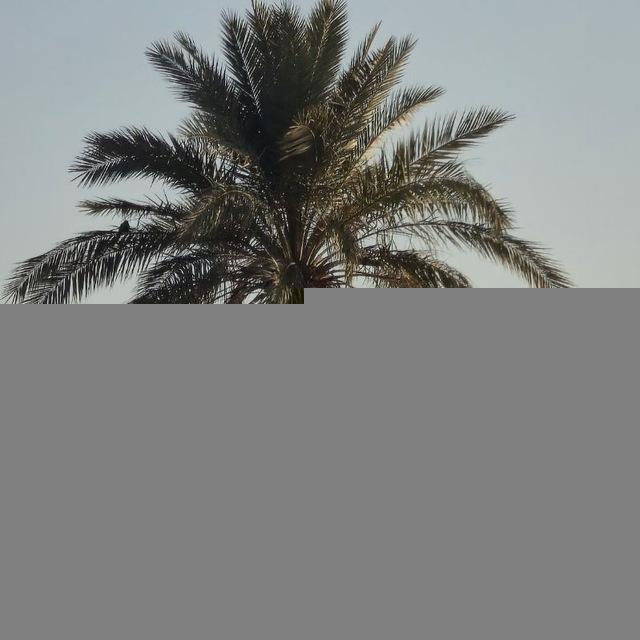 لِعَينيكِ...