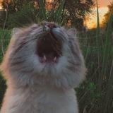 Пиар | вз | рефералы