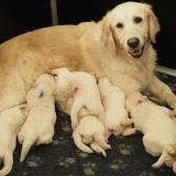 Golden retriever puppies for adoption.online