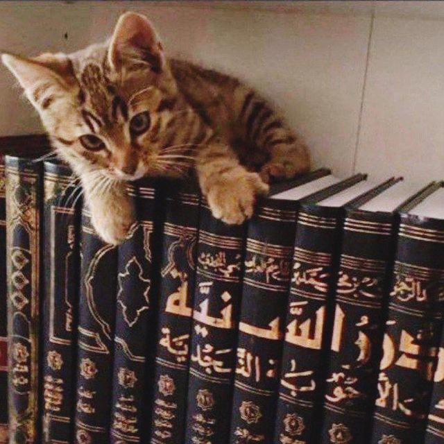 الدُرَرُ السَنيَّة