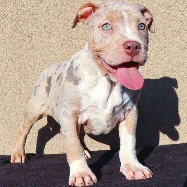 Pitbull Puppies For Adoption and Rehoming 🐶