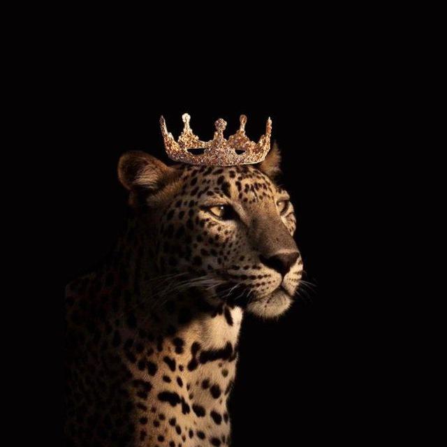 الــقوة 🐆🔥