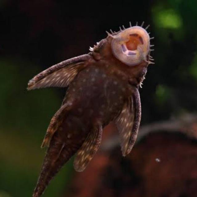 Pleco-chan confession