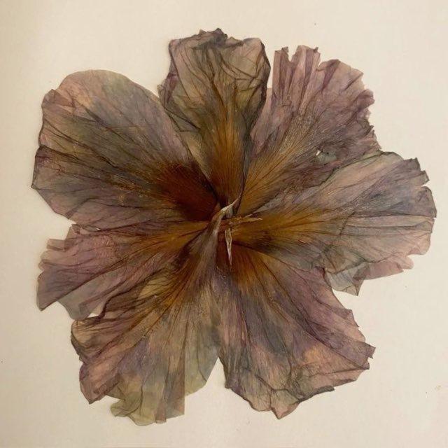 حياء