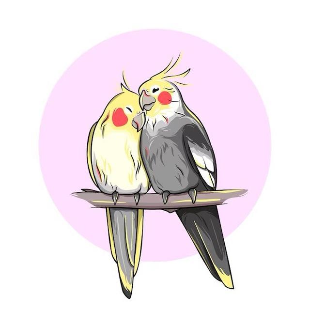 ПАПУГИ. КОРЕЛИ. КИЇВ. 🦜🇺🇦
