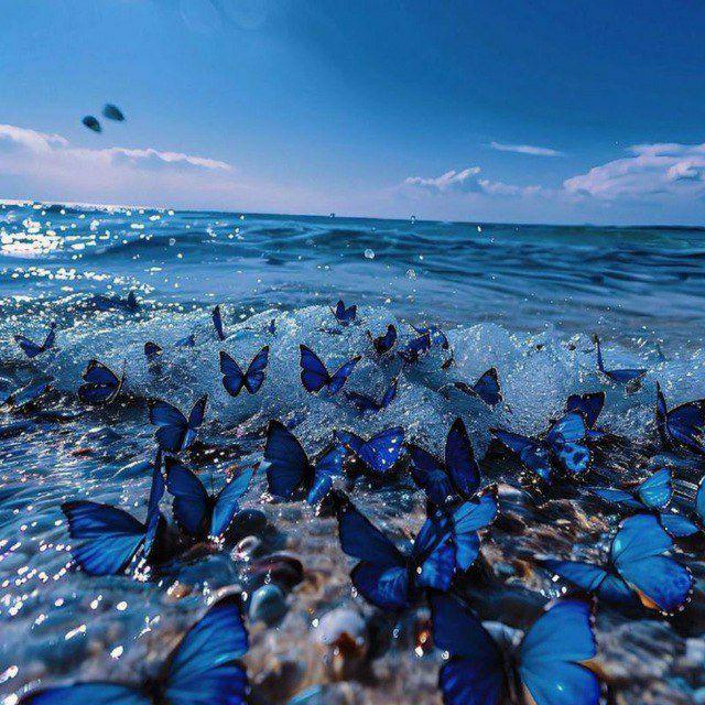 𝐕𝐚𝐧𝐞𝐬𝐬𝐚🦋
