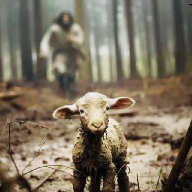 DE GOEDE HERDER YESHUA 🙏🏼