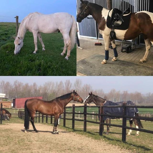 Unwanted Horses For Sale Under 1000