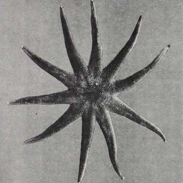 Линчк