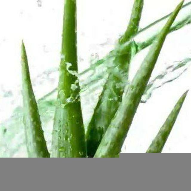 Aloe Vera Gesundheit & mehr...