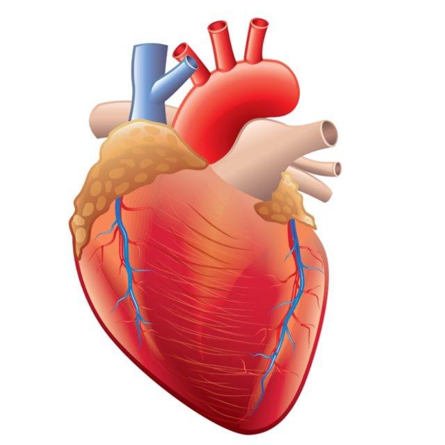 أحياء الثالث المتوسط(الإنسان وصحته)