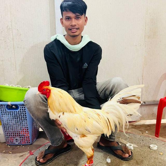 🐓បក្សីស្រុកស្រែ🐓DK666 & V88 & K88 & V168 🐓