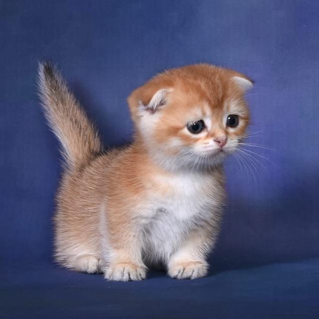 Питомник манчкинов «Munchkin Cats»
