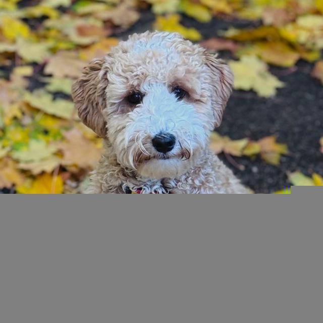 Вам пишет Мишель🐶
