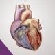 Anatomy Pratical