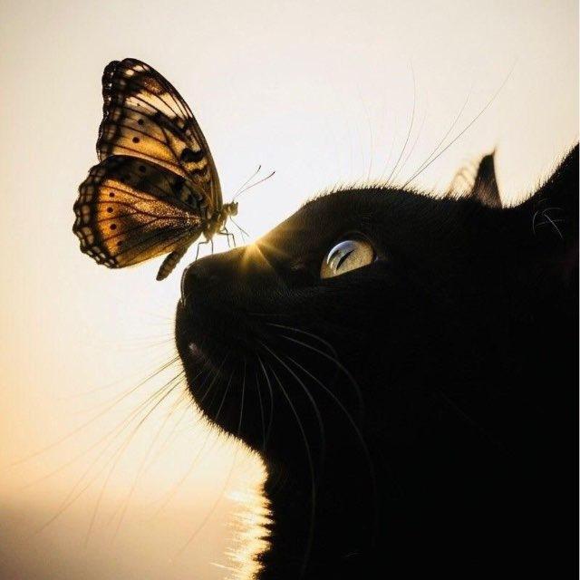 Black cats lovers