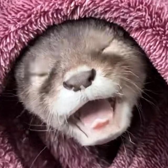 Lola The Otter Portal