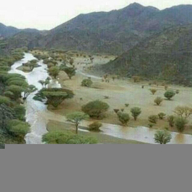 أبو تركي