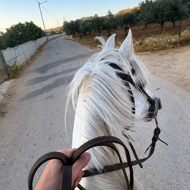 شَـام.