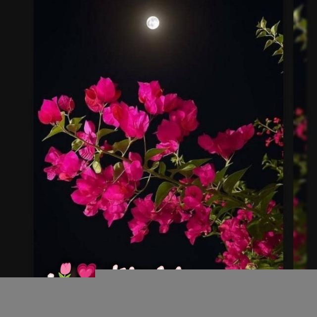 ࢪُوحٌ وࢪيْحَان 💗🌷.