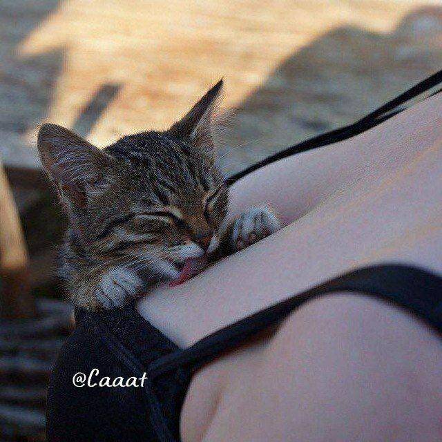 Cat || گربه